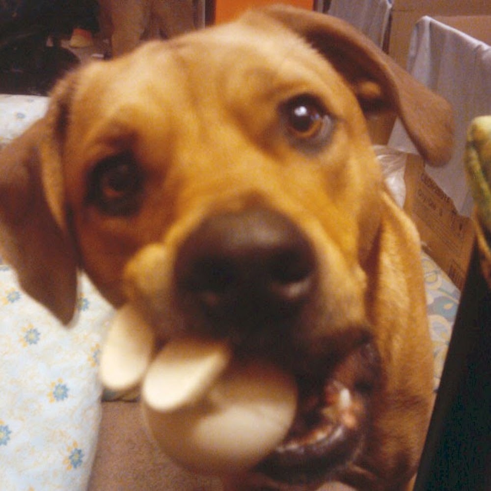 Meet your Posher, Bridget